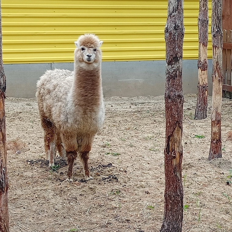 Выходные в Каменске-Уральском: водные экскурсии, единственный в мире мост и порог Ревун