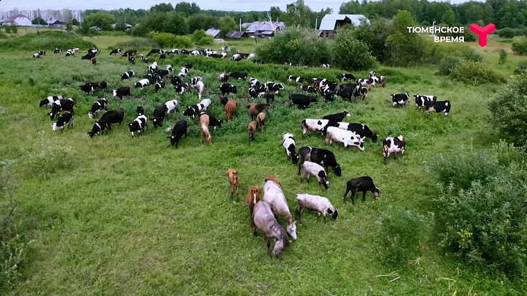 Хочу в Нижнетавдинский район: съедобная грязь, пельмени ручной лепки, глэмпинг