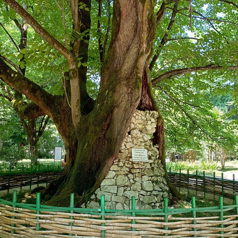 Знаменитая липа