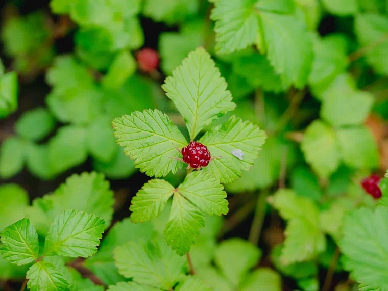 Потайной Тобольск: тревел-гид от Tele2 для тех, кто все уже видел