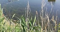 Тюменский вуз за 8,8 миллиона рублей найдет причины гаффской болезни в тобольских озерах
