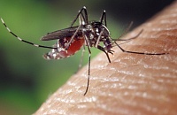 Комары могут вызвать аллергию: симптомы
