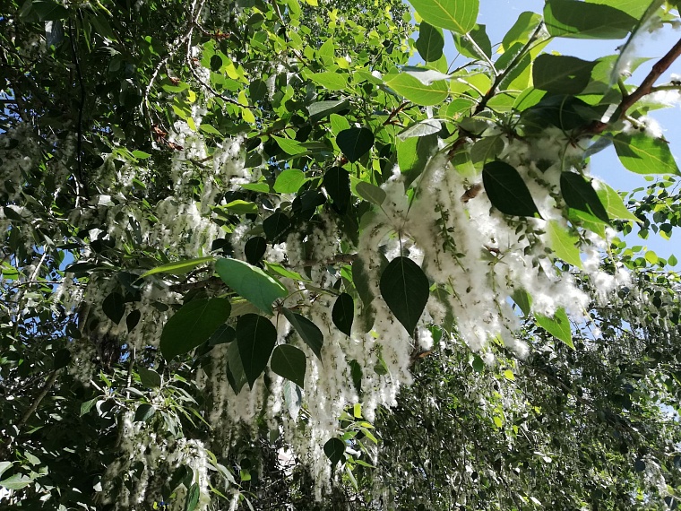 Как пережить тополиный пух, если есть аллергия