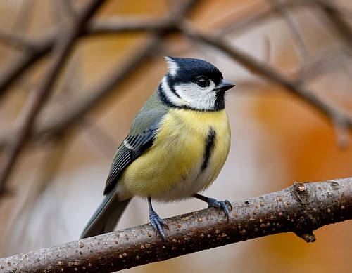 Народные приметы на 12 ноября: появление птиц-зимников предвещает скорые холода