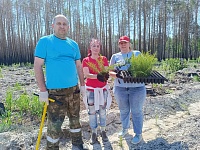 В День России тюменцы высадили 32 тысячи саженцев сосны обыкновенной