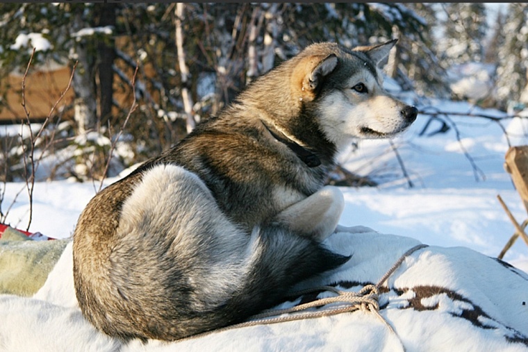 Тюменский эксперт назвала эффективные средства для защиты от агрессивных собак
