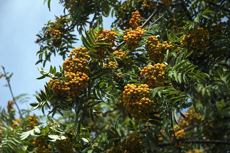 Народные приметы на 9 сентября: на Пименов на Руси собирали ягоды рябины