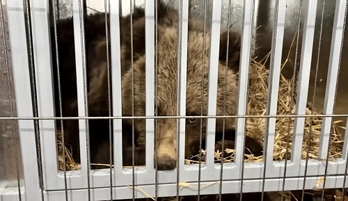 Отловленного в Тюменской области медвежонка научат самостоятельности в естественной среде
