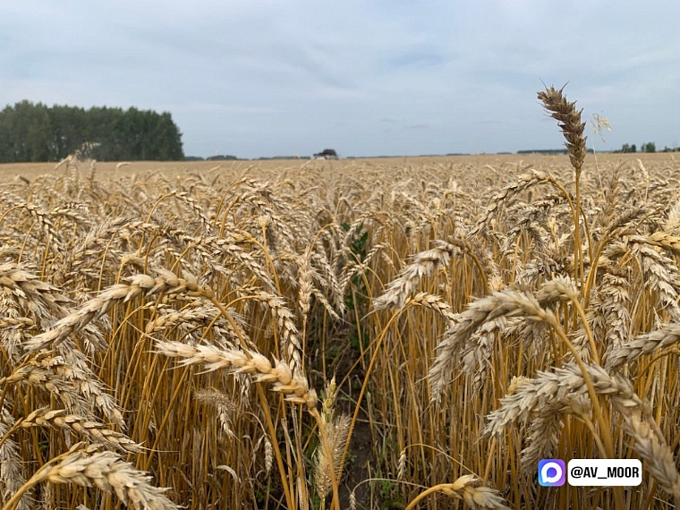 Александр Моор поздравил тюменских аграриев с завершением уборочной кампании