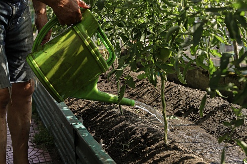 Страсти по томатам: убирать или нет лишние листья