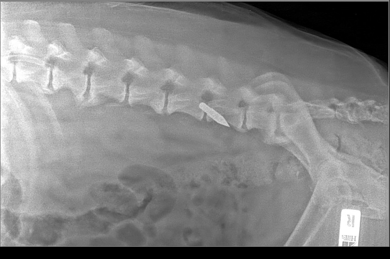 Раненная в Тюмени собака умерла в клинике