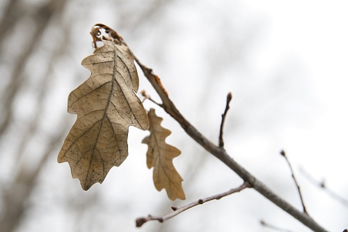 Народные приметы на 6 октября: с этого дня начинается настоящая холодная осень