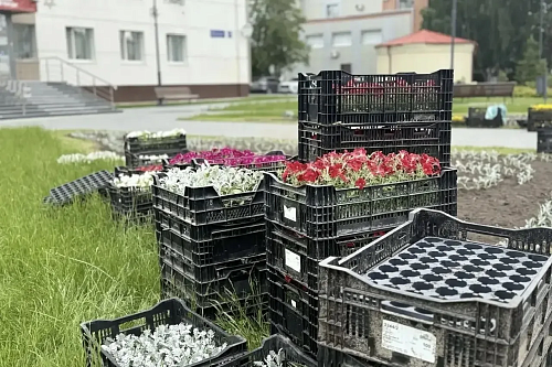 Тобольск украсят живыми цветами ко Дню Победы