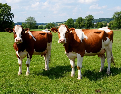 Карантин из-за сибирской язвы объявлен в поселке Красноярского края