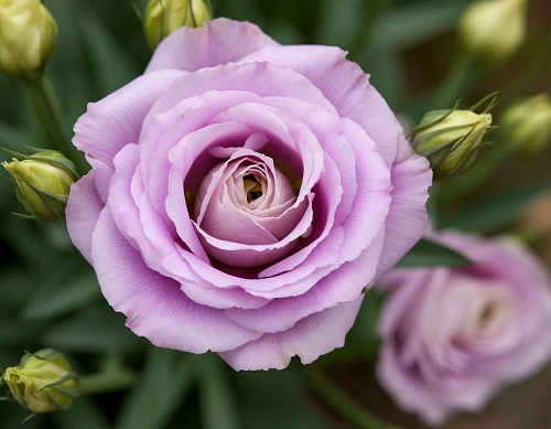 Дачникам рассказали, какие цветы пора сеять на рассаду