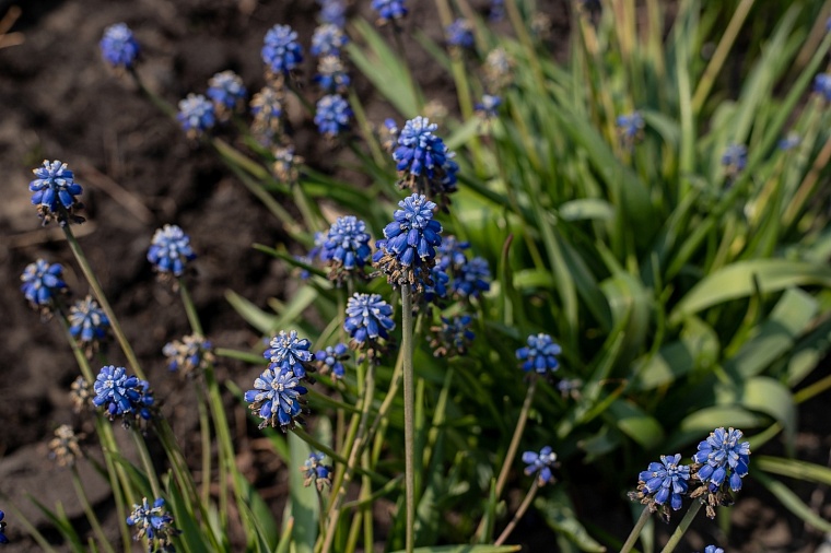 Полезная химия: как избавить дачный участок от сорняков