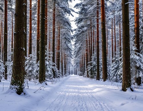 Народные приметы на 4 декабря: Введенье пришло - зиму привело