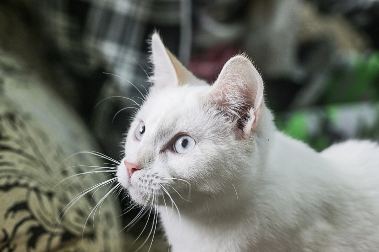 В Омской области второй человек умер от бешенства