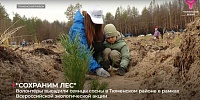 Две тысячи волонтеров восстанавливали лес в Тюменском районе