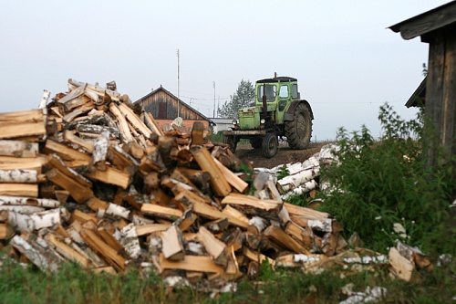 В Тюменской области незаконная вырубка 32 берез привела к уголовному делу