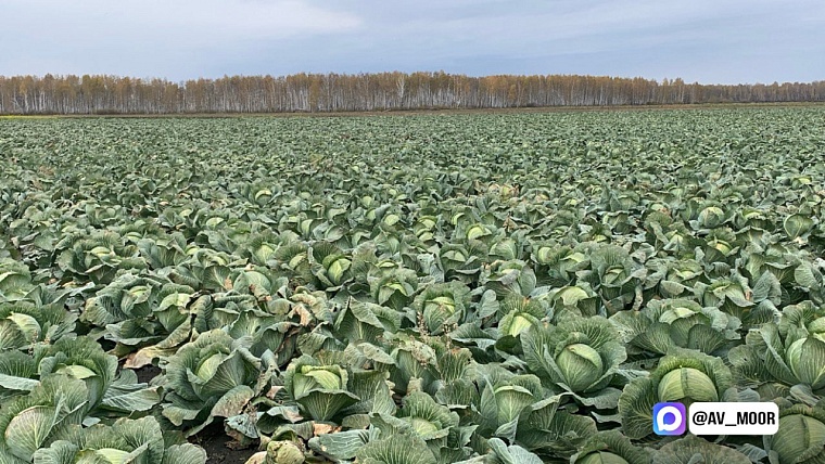 Александр Моор поздравил тюменских аграриев с завершением уборочной кампании