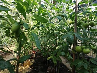 Тюменский специалист объяснила, откуда берется гниль и как уберечь дачные помидоры