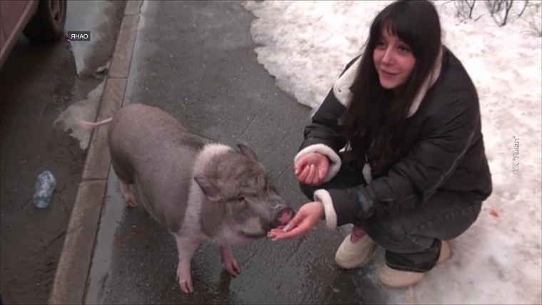 В новоуренгойской квартире хозяева держат… кабанчика