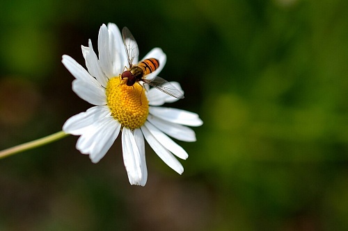 Народные приметы на 2 июля: пчелы начинают заливать соты