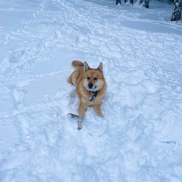 Глава Тобольска Петр Вагин опубликовал фото своего пса Сэма
