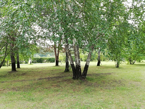 Губернатор Александр Моор поздравил работников леса с профессиональным праздником