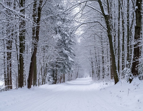 Народные приметы на 19 ноября: снег сегодня предвещает снежную зиму