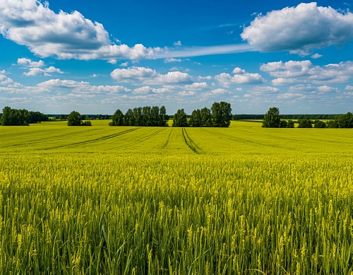 В Тюменской области тракторист выплатит крупный штраф за уничтожение плодородного слоя