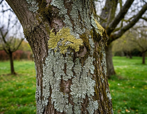Садовод из Тюмени рассказала, как распознать болезни деревьев по коре и подготовить розы к зиме