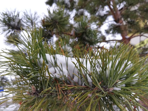 На Ямале выпал первый снег