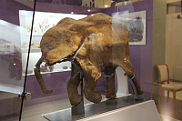 В Салехардском музее оригинал мамонтенка Любы заменили на копию