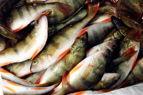 Улов с «сюрпризом»: чем больна рыба в Туре, Оби и Иртыше