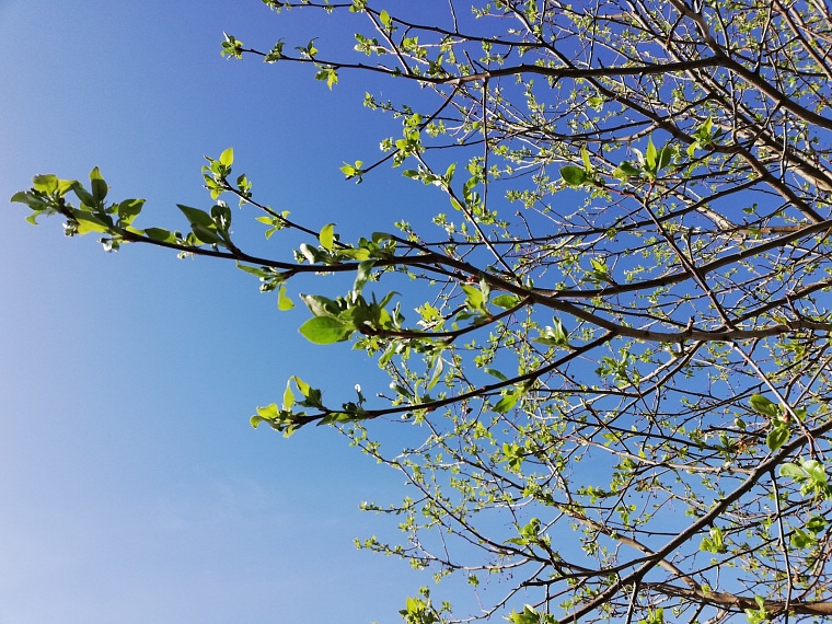 В Тюмени начинается отбор получателей субсидий на озеленение дворов