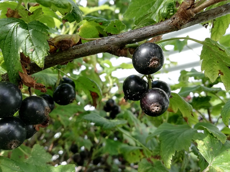 Агроном тюменского «Россельхозцентра» рассказал, как избавиться от тли на смородине