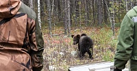 Появилось видео, как медвежат Ермака, Тайгу и Лайму вернули в леса Вагайского района