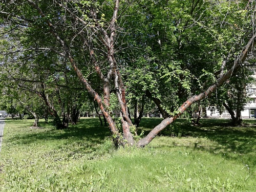 В Тюменской области более 11,8 тыс. жителей пострадали от клещей