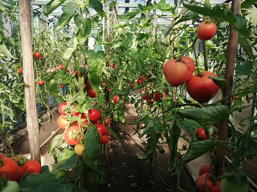 Тюменским дачникам рекомендуют налегать на воду и помидоры