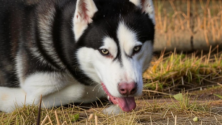 Тюменка делала зарядку, когда ее хаски напала на ребенка