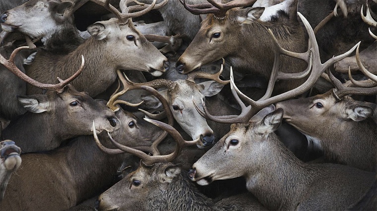 На Ямале предприятие заставили ликвидировать стихийное кладбище оленей