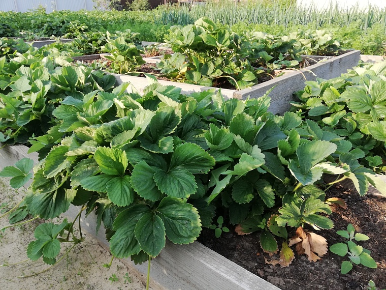 Тюменские агрономы объяснили, когда нужно укрывать клубнику на зиму