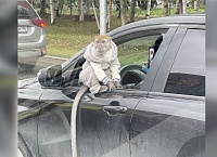 В Сургуте водитель внедорожника наделал шума, прокатив обезьянку на капоте