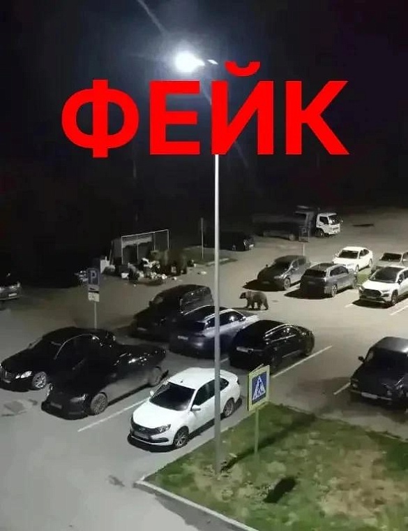 Полиция проверяет распространителя фейков с медведями в Тобольске