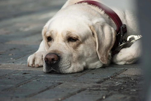Фонд "Потеряшки" зовет потенциальных хозяев на встречу с питомцами