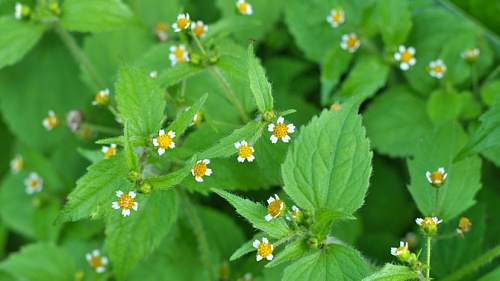 Тюменских дачников атаковал живучий сорняк. Агроном рассказала, как бороться с галинзогой