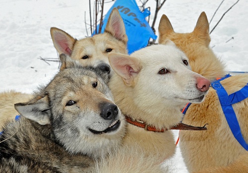 Собакам в Салехарде определили места, где можно гулять без намордника