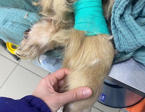 Дворовую собаку с ММС в Тюмени расстреляли дважды